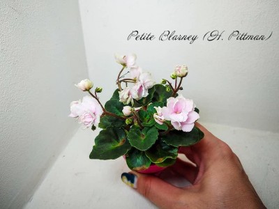 Фиалка Petite Blarney (H. Pittman)