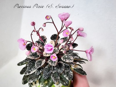 Фиалка Precious Pixie (S. Sorano)