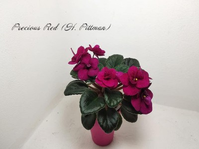 Фиалка Precious Red (H. Pittman) Фиалка Precious Red (H. Pittman)