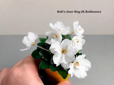 Фиалка Rob's June Bug (R.Robinson)