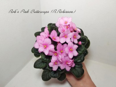Фиалка Rob's Pink Buttercups