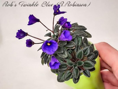 Фиалка Rob's Twinkle Blue (R.Robinson)