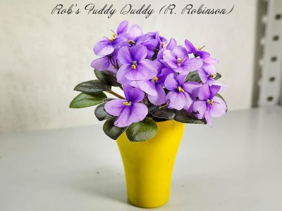 Фиалка Rob's Fuddy Duddy (R. Robinson)