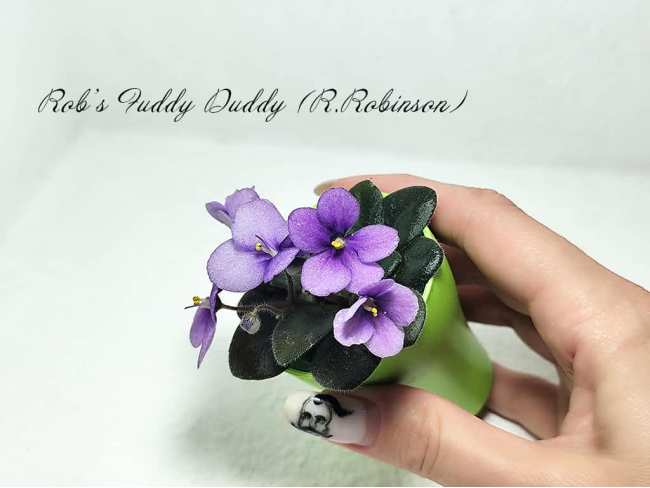 Фіалка Rob's Fuddy Duddy (R. Robinson)