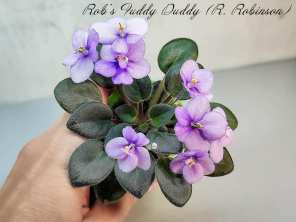 Фиалка Rob's Fuddy Duddy (R. Robinson)
