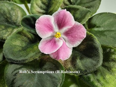 Rob's Scrumptious (R.Robinson) Rob's Scrumptious (R.Robinson)