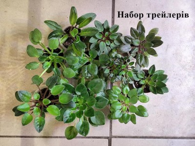 Фиалки 3-й Набор (Трейлеры)