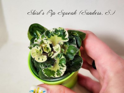 Фиалка Shirl’s Pip Squeak (S. Sanders)