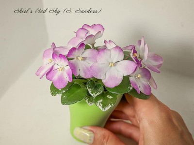 Фиалка Shirl's Red Sky (S.Sanders)