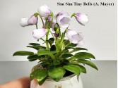 Фиалка Sim Sim Tiny Bells (A. Mayer)