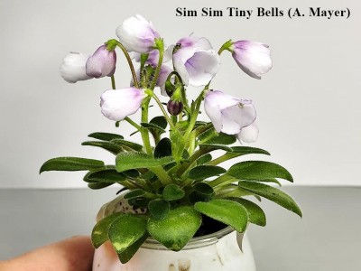 Sim Sim Tiny Bells (A. Mayer)