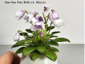 Фиалка Sim Sim Tiny Bells (A. Mayer)