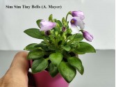 Фиалка Sim Sim Tiny Bells (A. Mayer)