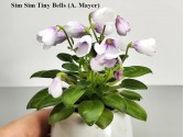 Фиалка Sim Sim Tiny Bells (A. Mayer)