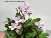 Фиалка Skart Litet Moln (I. Lindskog)