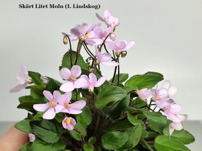 Фиалка Skart Litet Moln (I. Lindskog)