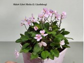 Фиалка Skart Litet Moln (I. Lindskog) Фиалка Skart Litet Moln (I. Lindskog)