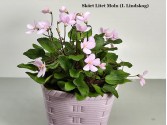 Фиалка Skart Litet Moln (I. Lindskog) Фиалка Skart Litet Moln (I. Lindskog)