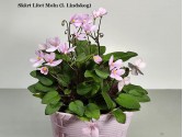 Фиалка Skart Litet Moln (I. Lindskog) Фиалка Skart Litet Moln (I. Lindskog)