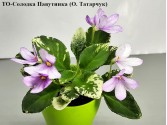 Фіалка ТО-Солодка Павутинка (О. Татарчук)