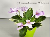 Фіалка ТО-Солодка Павутинка (О. Татарчук)