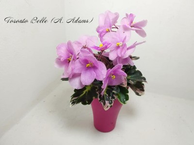 Фиалка Toronto Belle (A. Adams) Фиалка Toronto Belle (A. Adams)