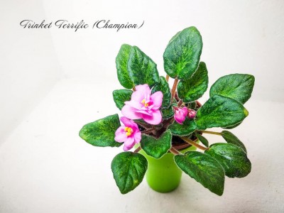 Фиалка Trinket Terrific (E. Champion)