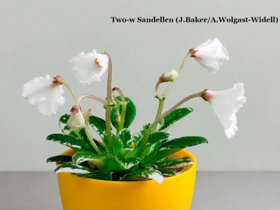 Фиалка Two-w Sandellen (J.Baker/A.Wolgast-Widell)
