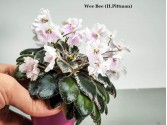 Фиалка Wee Bee (H.Pittman)
