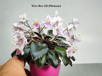 Фиалка Wee Bee (H.Pittman)