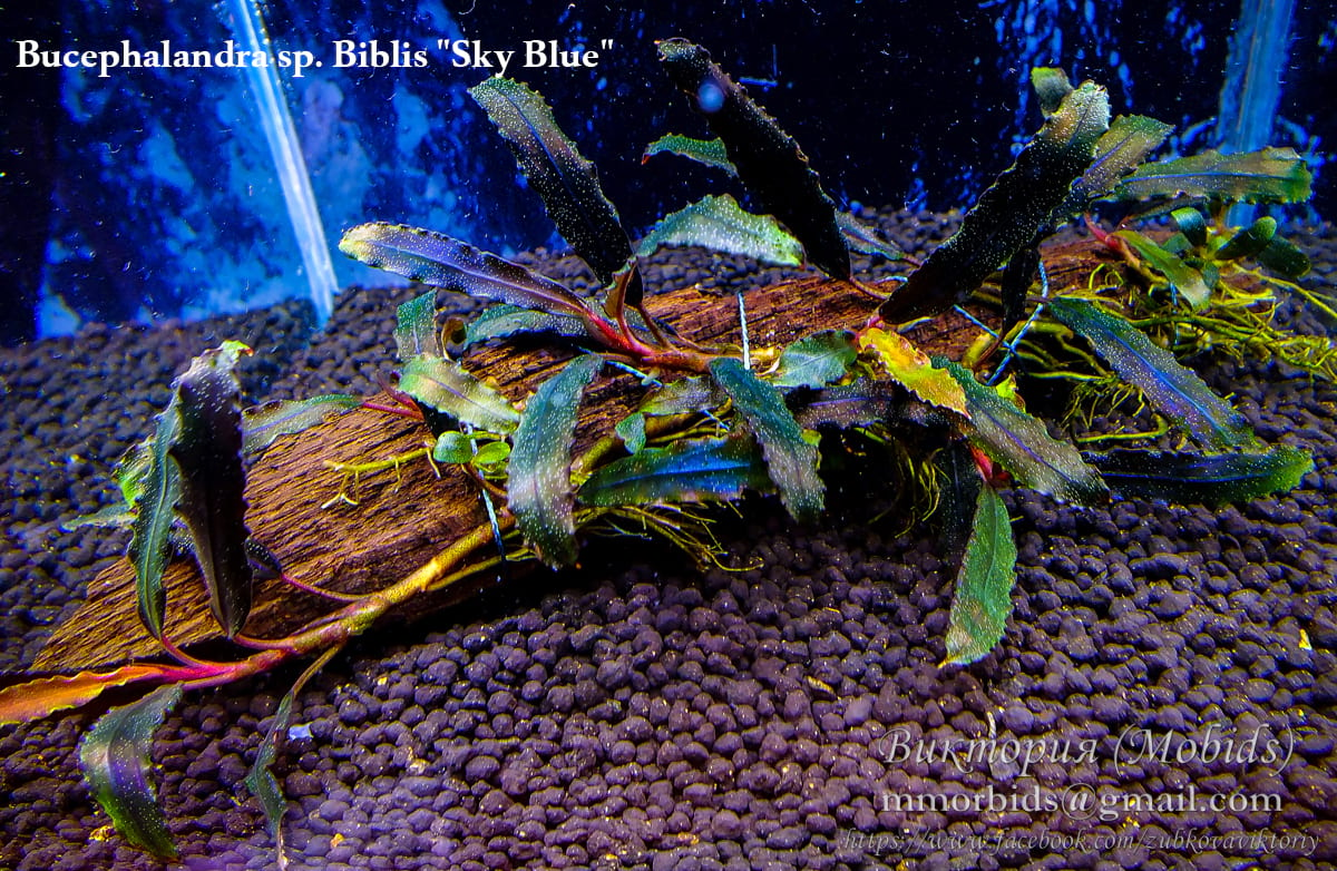 Bucephalandra sp. Biblis Sky Blue