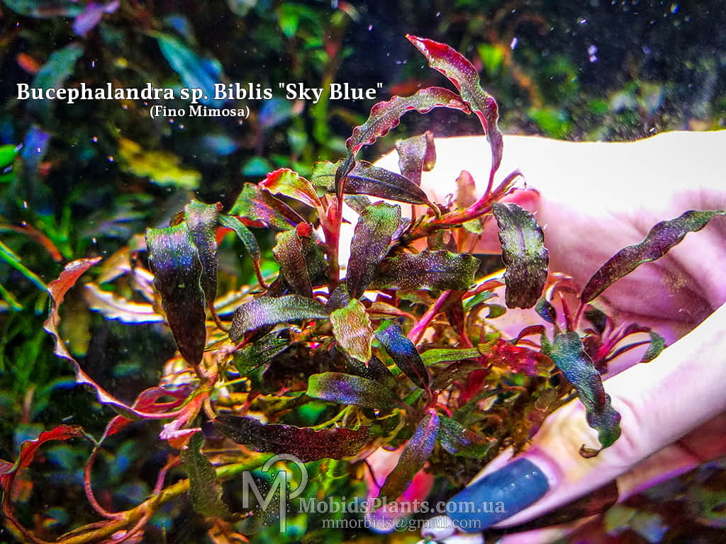 Bucephalandra sp. Biblis Sky Blue