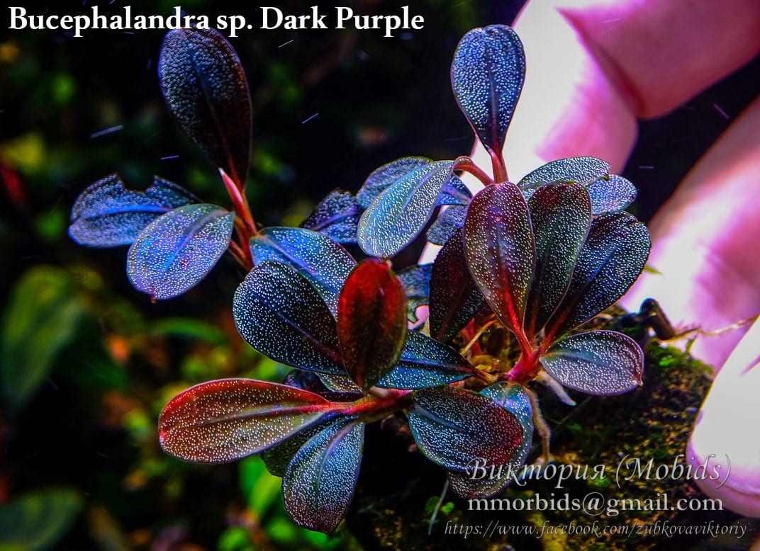 Bucephalandra Brownie