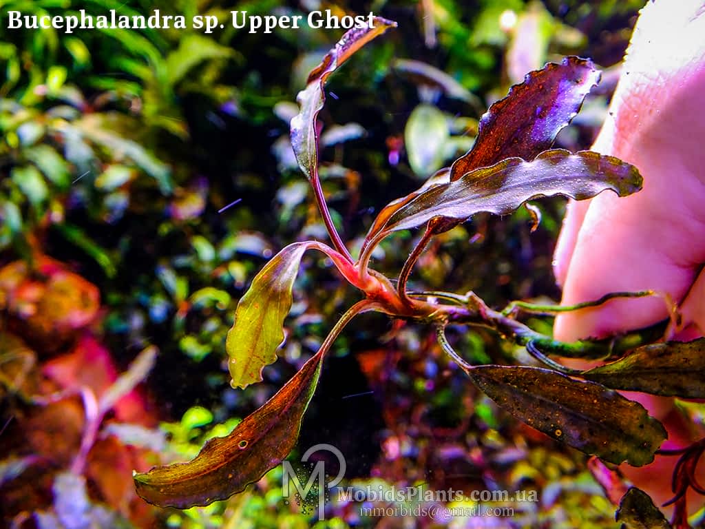 Bucephalandra sp. Upper Ghost