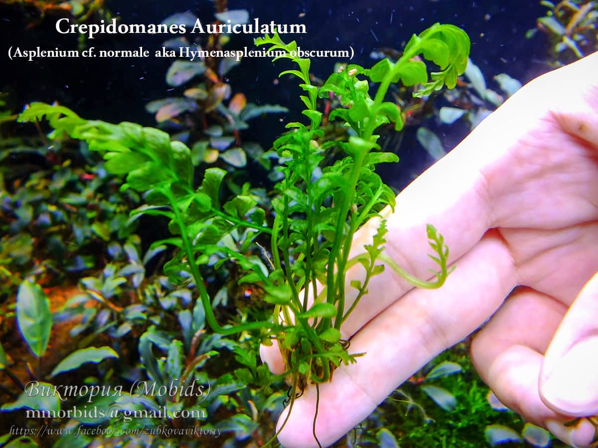 Каталог Папоротей Hymenophyllaceae