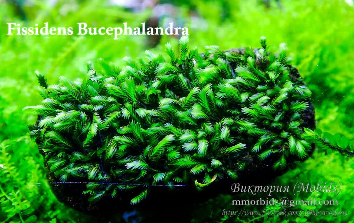 Fissidens Bucephalandra