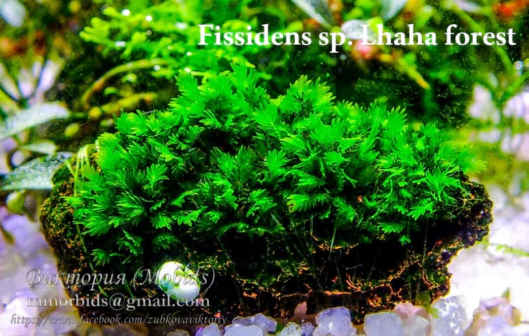 Fissidens sp. Lhaha forest